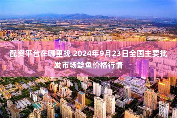 配资平台在哪里找 2024年9月23日全国主要批发市场鲶鱼价